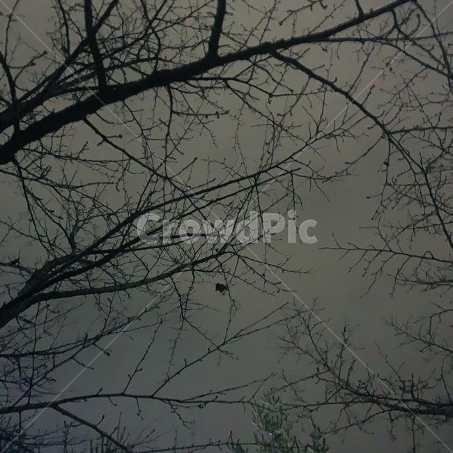 자연,밤하늘,흐림,나무,잔가시