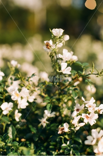 꽃,벌,flower,bee,장미,rose,필름,film,낮,day,오후
