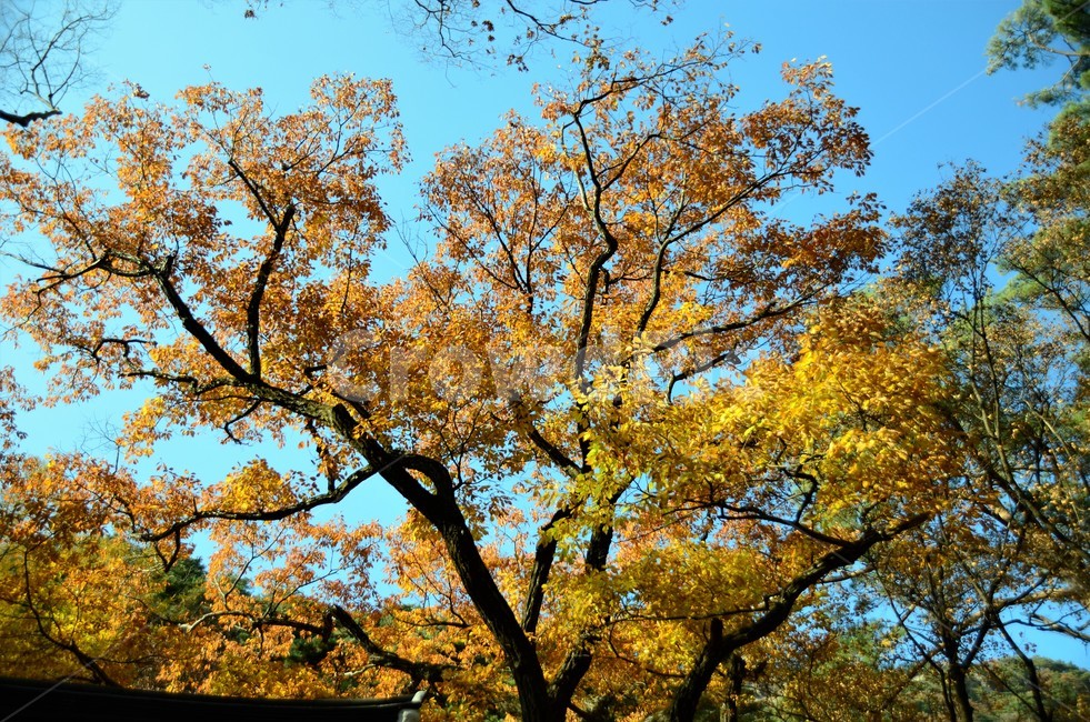 졸참나무,졸참나무단풍,참나무,가을단풍,자연,나무,가을,계절,fall,autumn,season,tree,plant,식물,tree trunk,나무 줄기