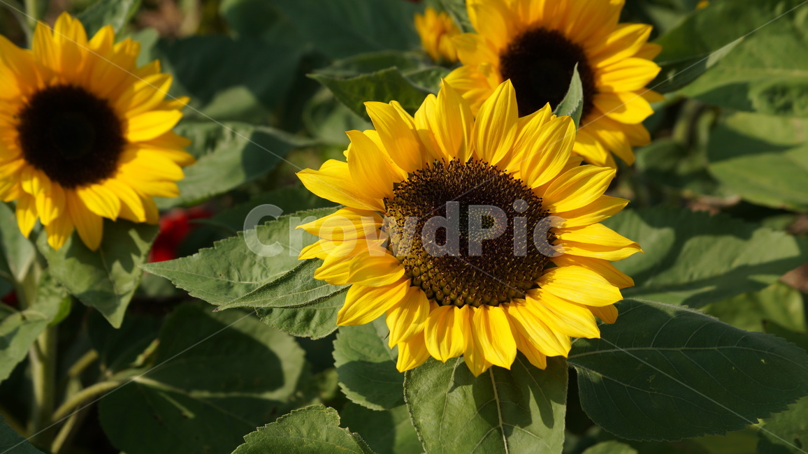 해바라기,꽃축제,식물,꽃길,자연,식물,자연,plants,nature,꽃,flower