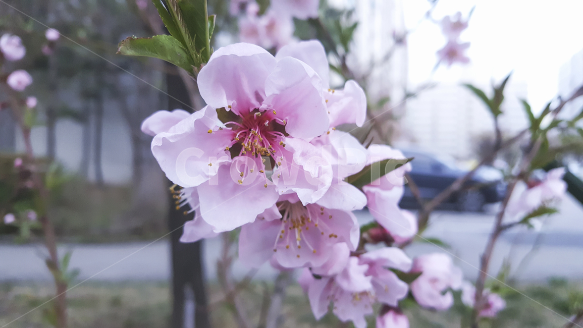 매화,식물,꽃,꽃나무,봄꽃,핑크,핑크색꽃,꽃봉오리,plant,apricotblossoms,blossom,flowers,springflower,pink,pinkflower,flowertree,tree,nature,bud,식물,자연,plants,nature,꽃,flower