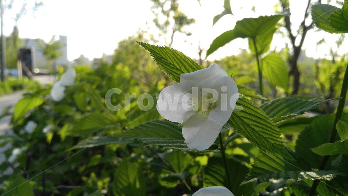 병아리꽃나무,흰꽃,하얀꽃,꽃,흰색,녹색,식물,장미목,rhodotyposscandens,whiteflower,white,flower,green,plant