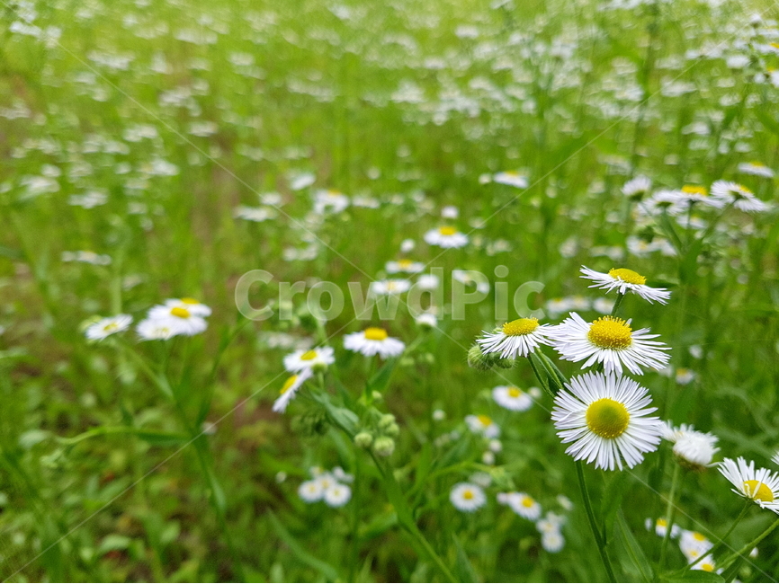 계란꽃,계망초,자연,꽃,flower,nature,녹음,푸르름,여름꽃,작은꽃,앙증맞음,summer,green,자연사진,풍경사진,꽃사진,꽃배경,식물,자연,plants,nature,꽃,flower