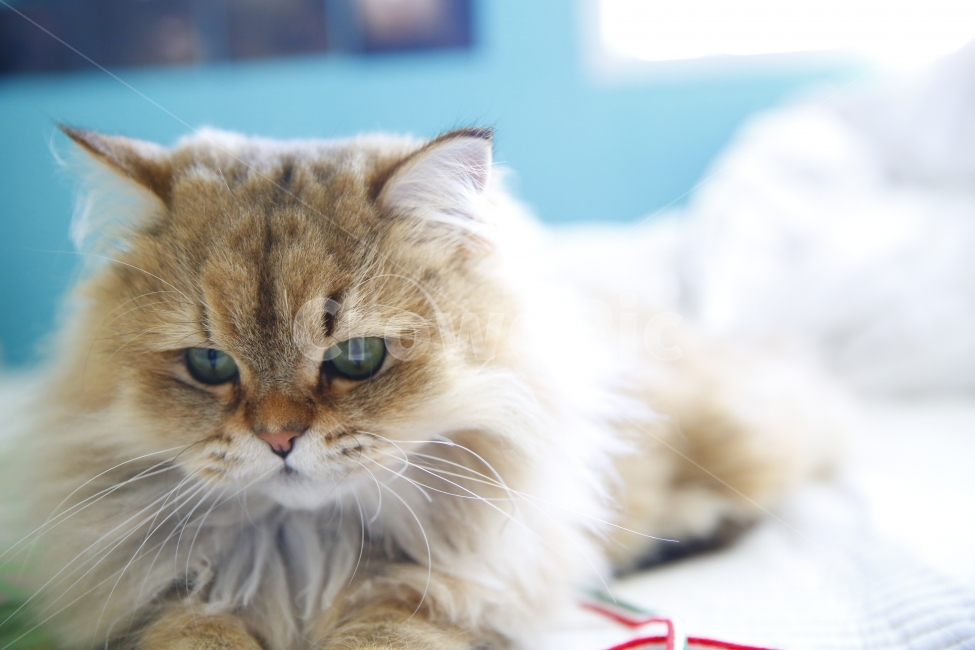 고양이,이쁨,페르시안,페르시안친칠라,양이,동물,animal,포유류,mammal,고양이,cat,kitten,kitty,감성,sensible,feeling