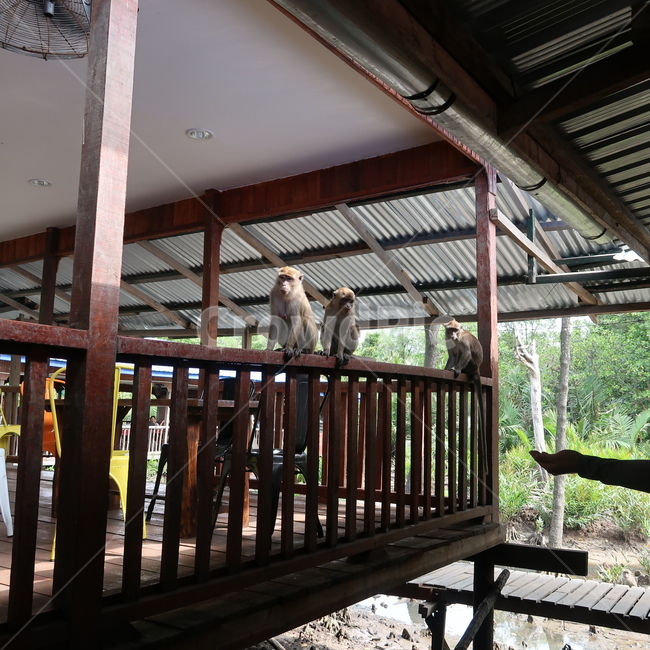현관,patio,안마당,porch,난간,목재,원숭이,동남아,포유류,monkey,동물,세마리,숲,자연