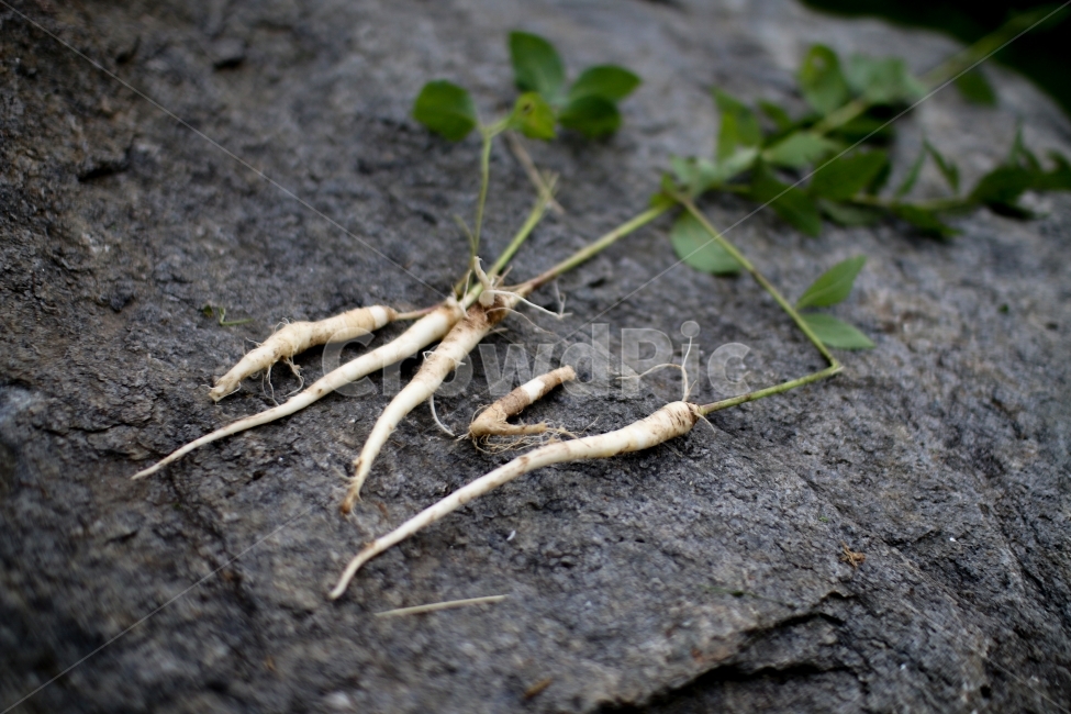 도라지,바위,캠핑,산,숲속,약초,식물,자연,plants,nature,채소,야채,vegetables,의료,의학,병원,medical,hospital,clinic