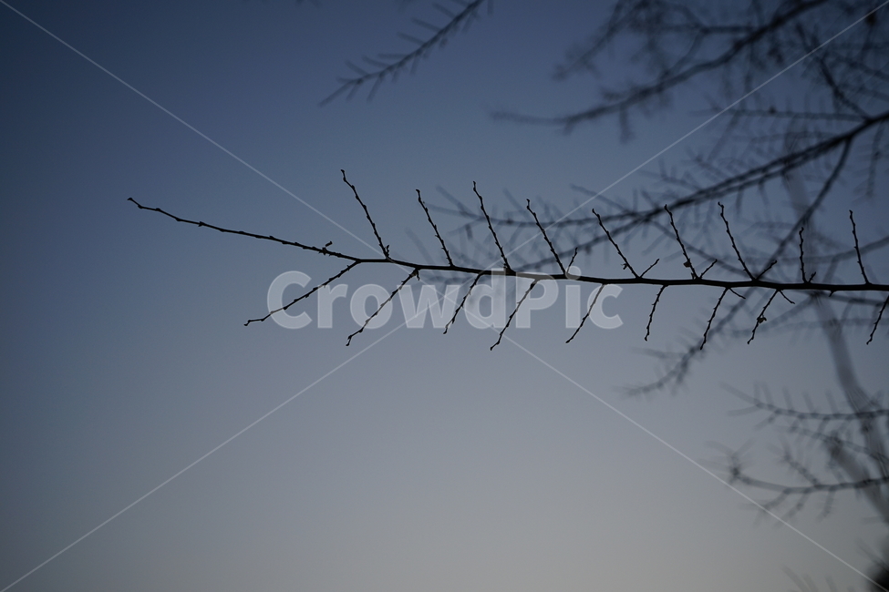 나뭇가지,나무,하늘,역광,저녁,실루엣,생명,자연,식물,감성,자연,풍경,nature,landscape,야경,밤,nightscape,night