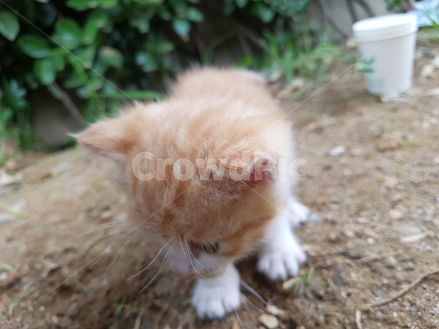 mammal,포유류,고양이,cat,애완동물,pet,고양이새끼,kitten,동물,animal,길고양이,동물,animal,포유류,mammal,고양이,cat,kitten,kitty