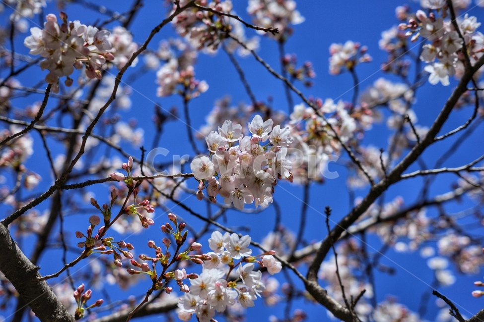 나무,벚나무,벚꽃,봄,꽃,spring,따뜻함,flower,tree,plant,봄,계절,spring,season,식물,자연,plants,nature,꽃,flower,blossom