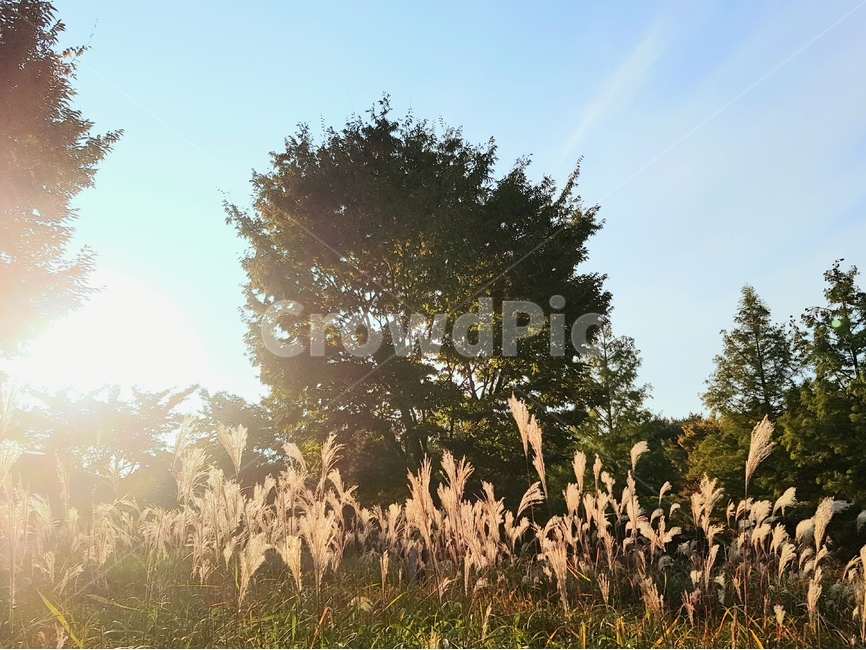 grass,plant,식물,lawn,잔디,노을,갈대,빛,포근한