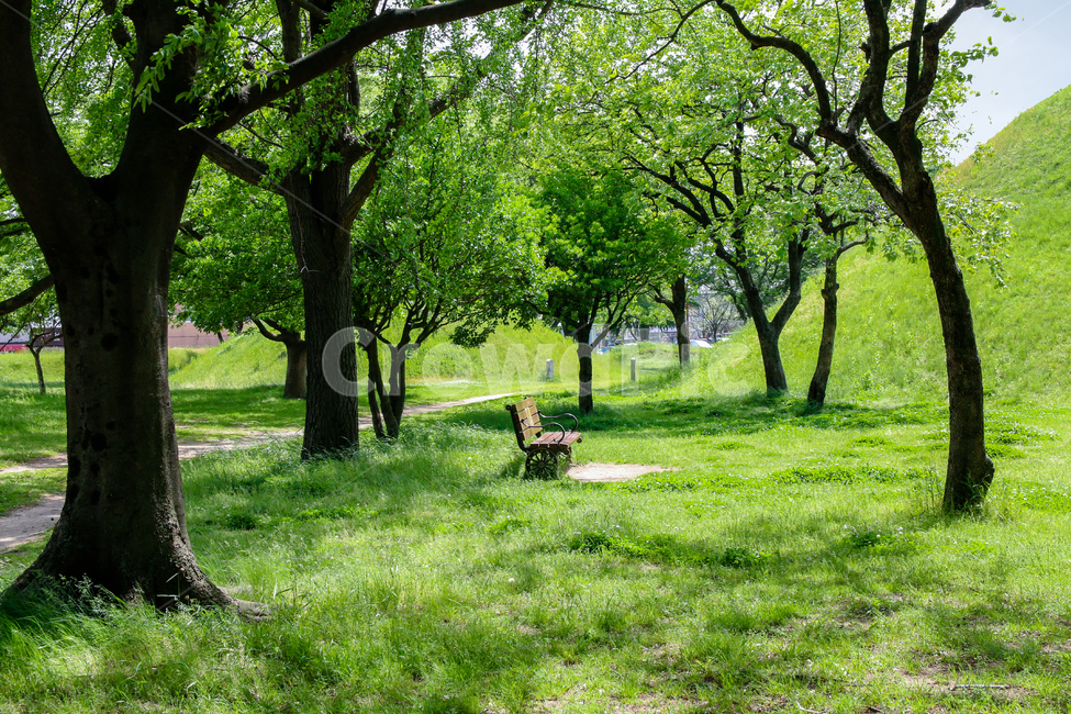 경주,대릉원,나무,잔디,풀숲,햇살,봄,여름,풀잎,여름,계절,summer,season,자연,풍경,nature,landscape,grass,plant,식물,tree,tree trunk,나무 줄기,bench,벤치,park,공원,outdoors,옥외,lawn,furniture,가구