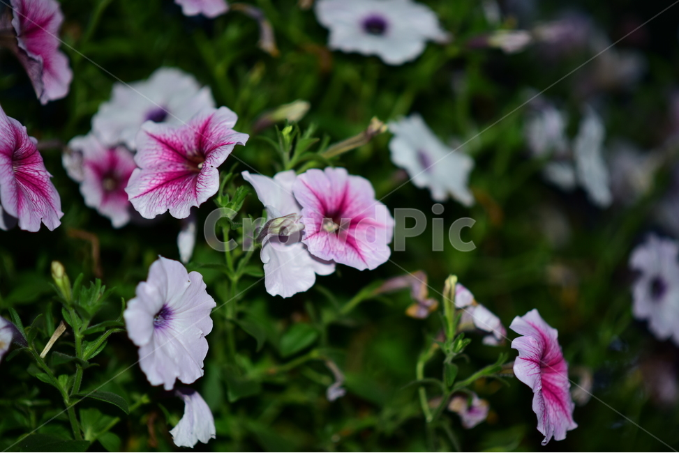 geranium,제라늄,flower,plant,식물,blossom,꽃,자연,nature,식물,자연,plants,nature,꽃,flower