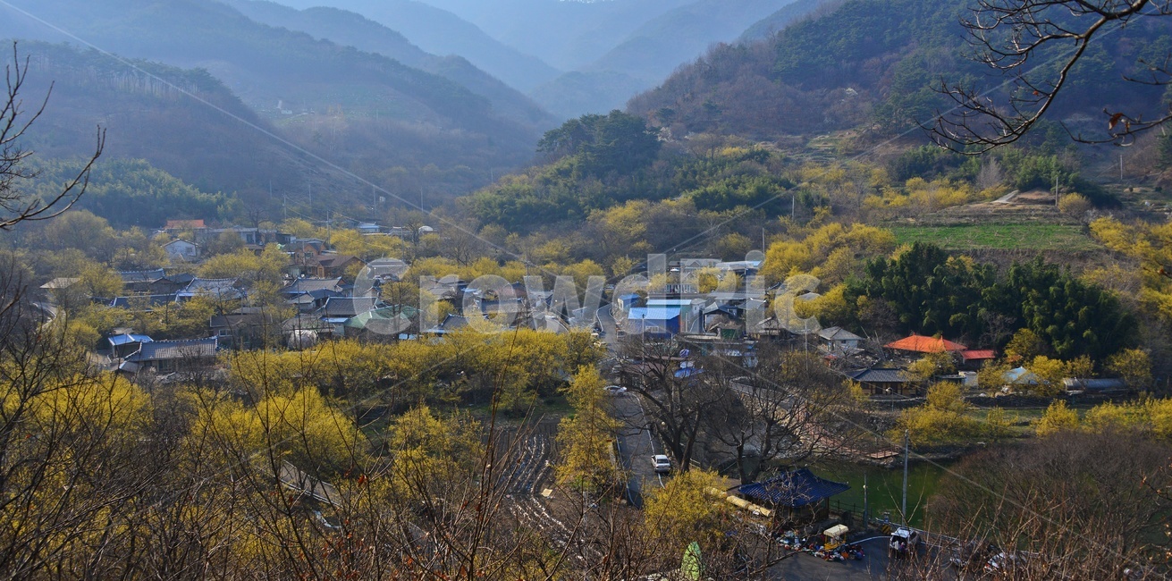 nature,자연,landscape,경치,outdoors,옥외,scenery,풍경,구례,산동,산수유마을,산수유,산수유축제,현천마을