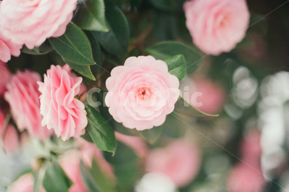 꽃,봄,식물,flower,spring,식물,자연,plants,nature,꽃,flower,감성,sensible,feeling
