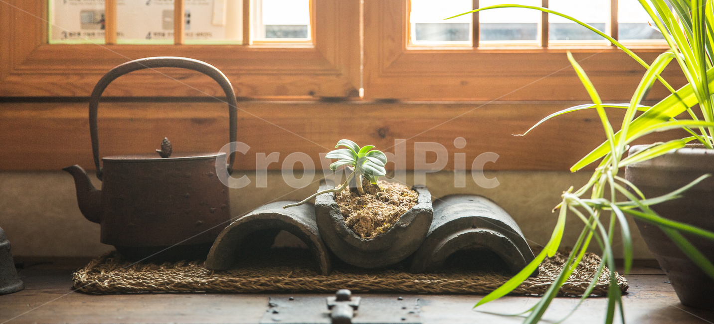 새싹,인테리어,기와,화분,싹,식물,실내용화초,화분,화초,house plant
