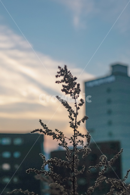 nature,자연,노을,식물,감성,빈티지,sunset,옥외,하늘,구름,sky