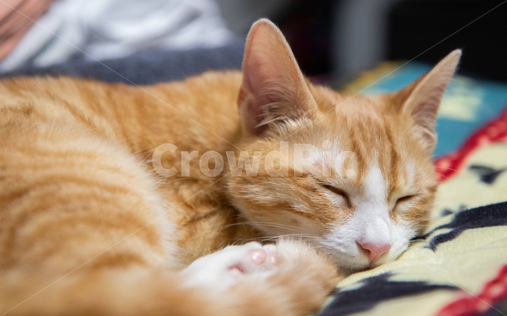 고양이,치즈태비,코숏,코리안숏헤어,숙면