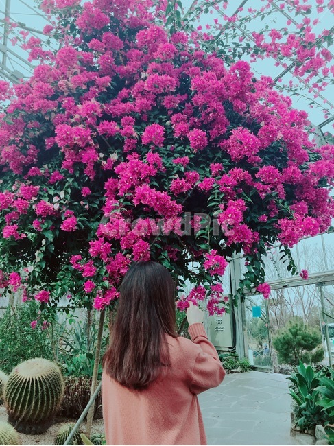 꽃,여자,선인장,식물원,봄