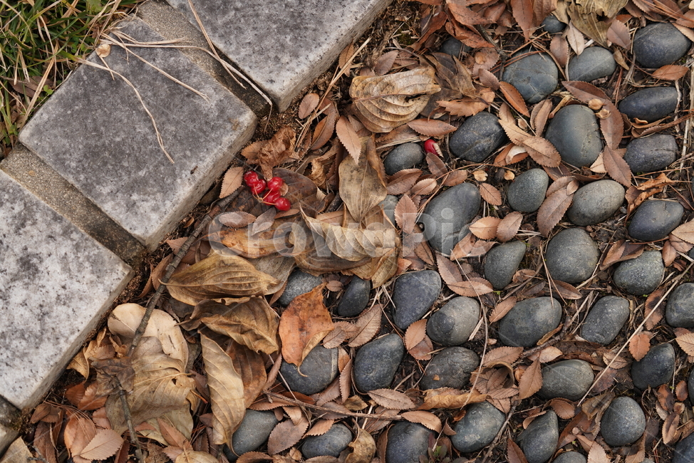 열매,식물,땅,흙,바닥,생명,잎,leaf,plant