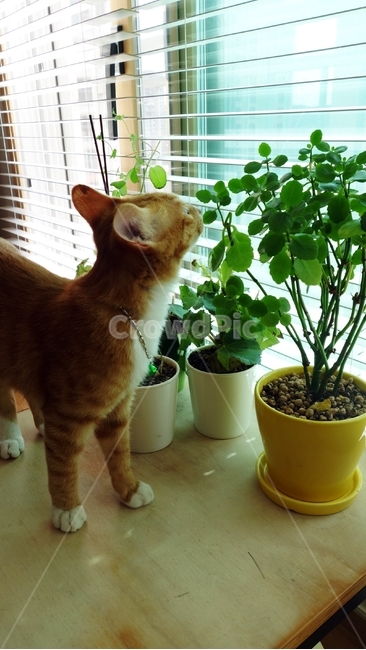 고양이,동물,cat,화분,테이블,식물,자연,plants,nature,실내용화초,화분,화초,house plant,동물,animal,포유류,mammal,고양이,cat,kitten,kitty