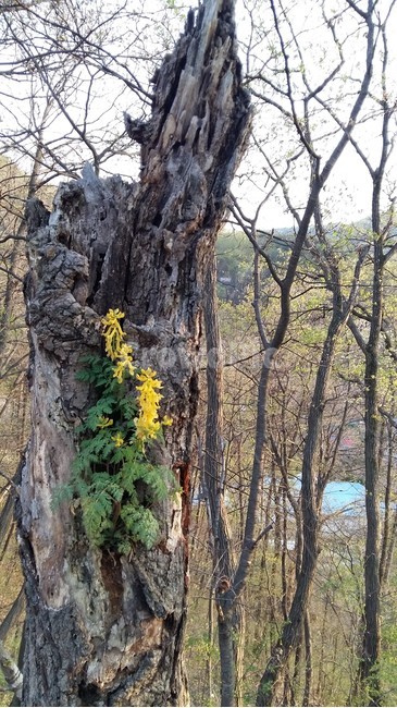 봄꽃,나무,폐목,꽃나무,꽃,식물,자연,plants,nature,나무,trees,wood