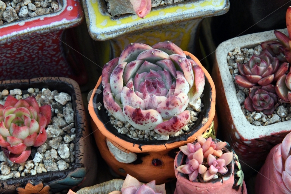 다육이,다육,다육식물,화분,식물,화초,배경,자연,plants,취미,그린,환경,키우기,아름다운,화려한,생명,생활,background,식물,자연,plants,nature