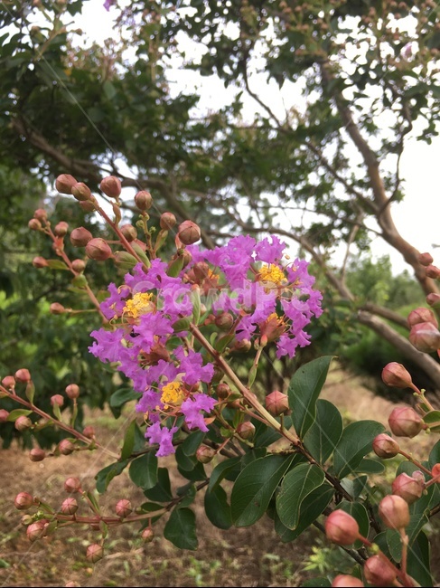 꽃,식물,나무,보라색꽃,백일홍나무,배롱나무,식물,자연,plants,nature,꽃,flower
