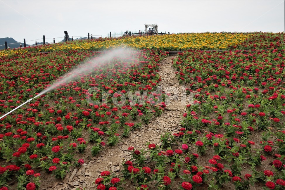 꽃,물주기,화훼,농장,재배,농원,축제,가든,정원,분사,식물,자연,plants,nature,꽃,flower