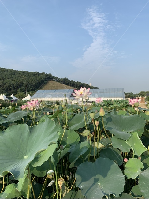 plant,식물,flower,꽃,blossom,하늘,연꽃,비닐하우스,연꽃잎