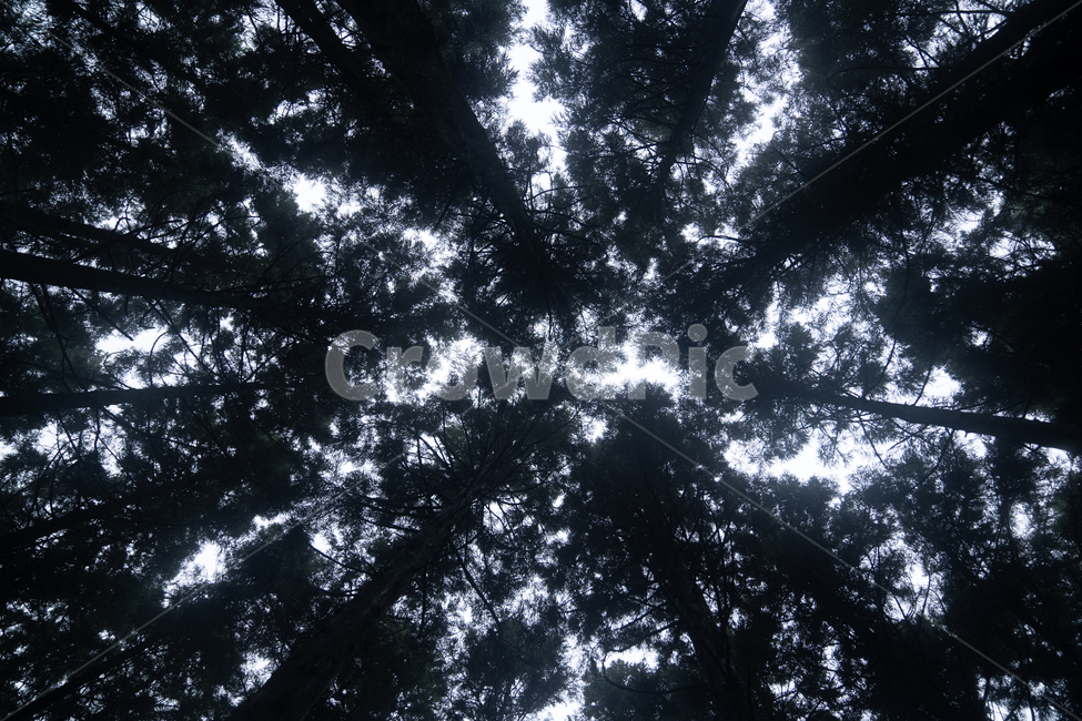 sky,flare,tree shadow,plant,tree