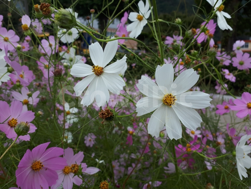 꽃,코스모스,식물,가을,flower,가을,계절,fall,autumn,season,식물,자연,plants,nature,꽃,flower,plant