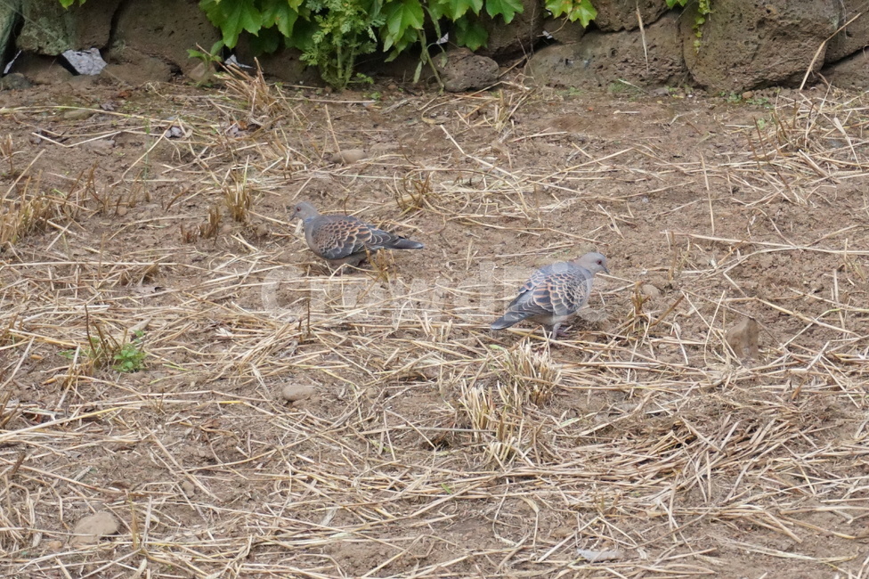 산비둘기,비둘기,볓짚,먹이,친구,경쟁,두마리,시골,조류,먹이사냥,동물,animal,조류,새,birds