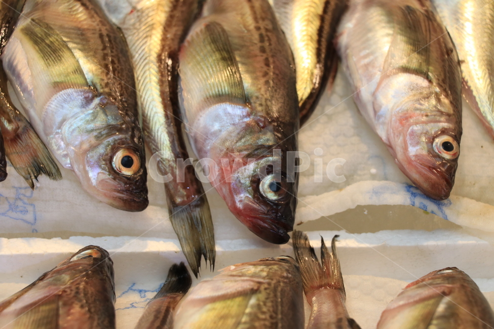 광장시장,생선,반찬,매운탕,재래시장,도루묵,시장,마트,마켓,market,mart,market place,음식,식재료,요리,food,cook,meal,dishes,food reserves,수산물,해산물,fishery products,seafood