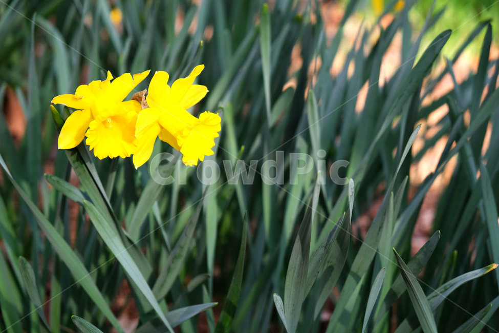 natural,yellowflower,spring flowers,spring,beautiful,blooming,wildflowers,plant,greenleavesbackground,season,garden,wild flowers,flower background,colorful