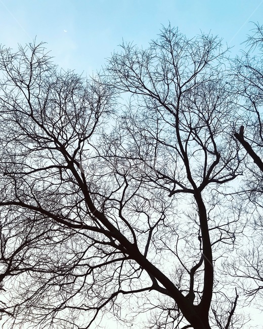 나무,자연,차가움,나뭇가지,줄기,고목,식물,자연,plants,nature,나무,trees,wood