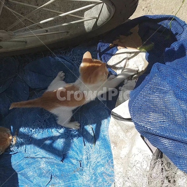 고양이,기지개,요가,강아지풀,꼬리