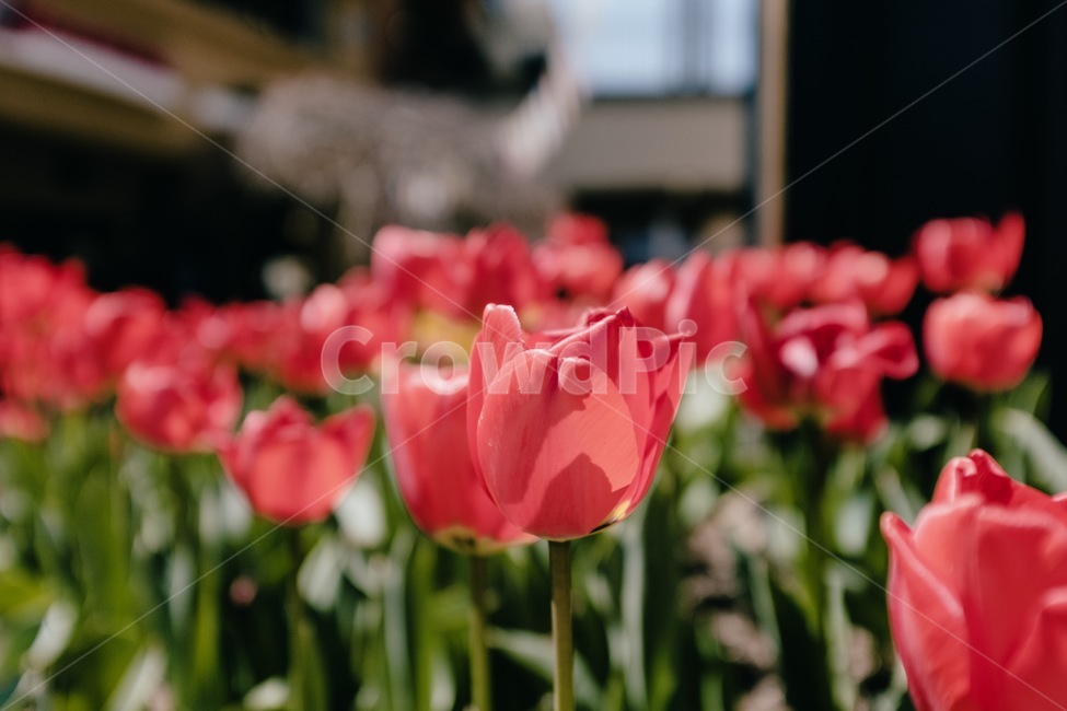꽃,튤립,빨강,식물,화사,식물,자연,plants,nature,꽃,flower