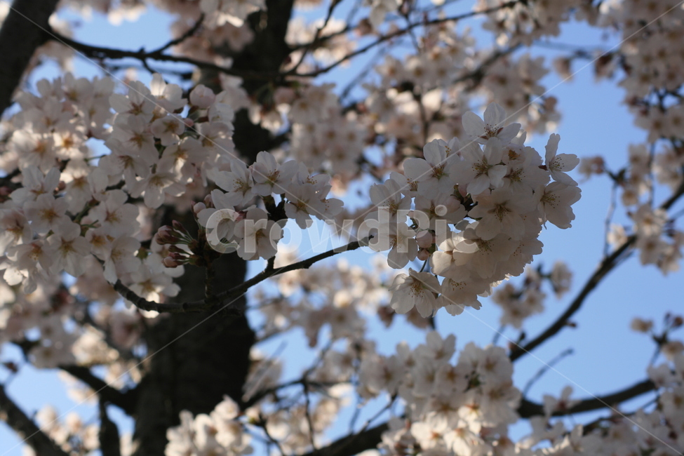 나무,벚꽃,하늘,파란색,푸른,봄,꽃잎,자연,plant,식물,flower,꽃,blossom,식물,자연,plants,nature,꽃,flower