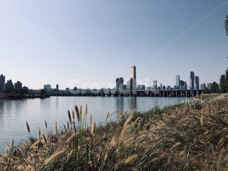 갈대,갈대밭,한강,여의도한강,여의도,하늘,가을,식물,잔디,plant,reed,grass,lawn,river,hangang,hanriver,sky,도시,풍경,city,landscape
