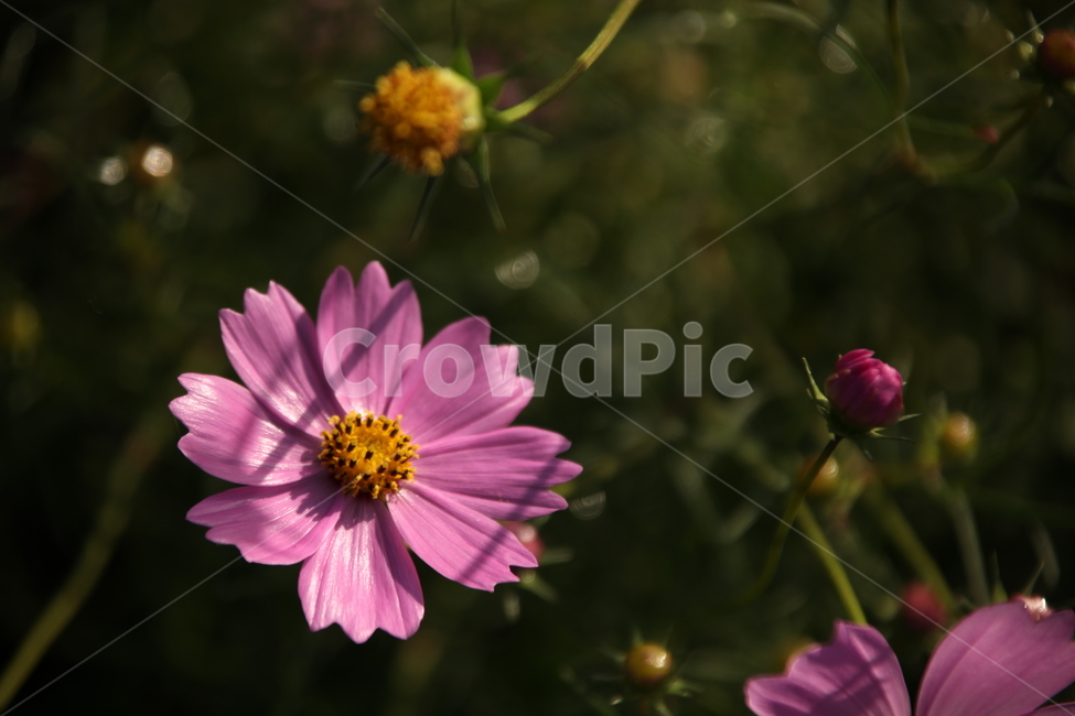 코스모스,가을꽃,분홍꽃,가을코스모스,들판에핀꽃,식물,자연,plants,nature,꽃,flower