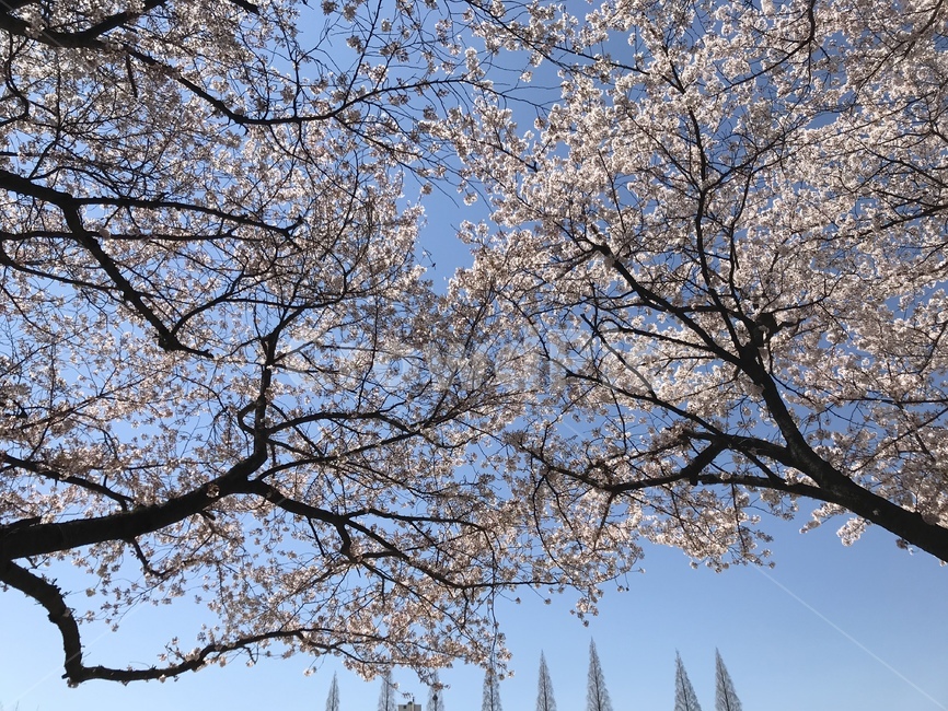 벚꽃,봄,진주,벚꽃축제,캠퍼스