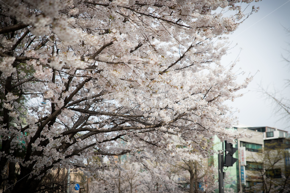 봄,벗꽃,cherrytree,spring,korea,서울,가락동,나무,봄,계절,spring,season,plant,식물,flower,꽃,blossom