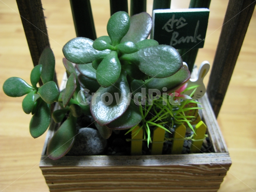 화분,꽃,자연,작은,귀여운,식물,자연,plants,nature,실내용화초,화분,화초,house plant