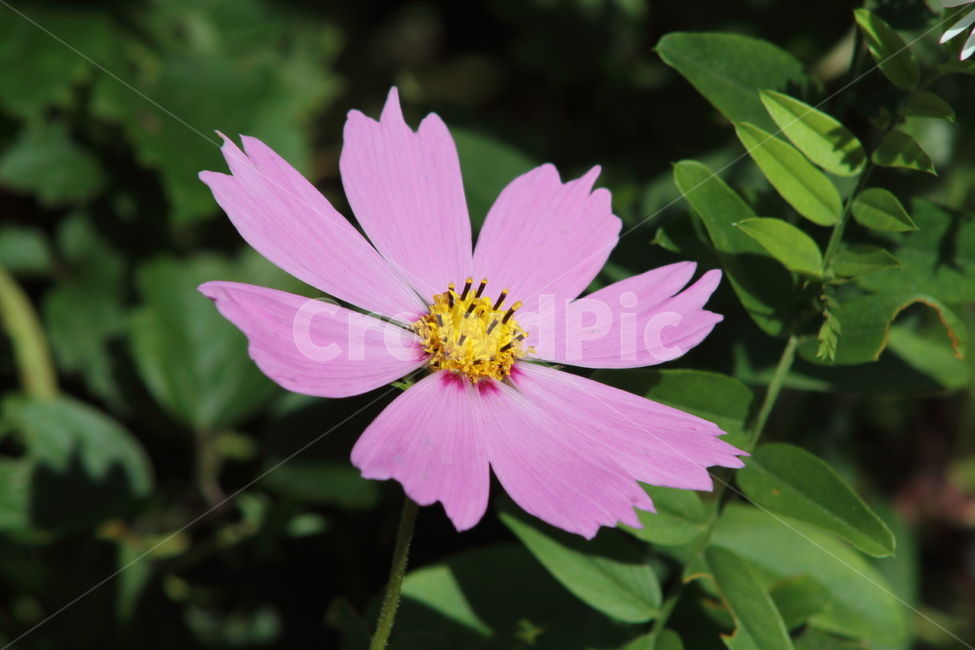 코스모스,꽃,식물,가을꽃,cosmos,가을,계절,fall,autumn,season,식물,자연,plants,nature,꽃,flower,plant
