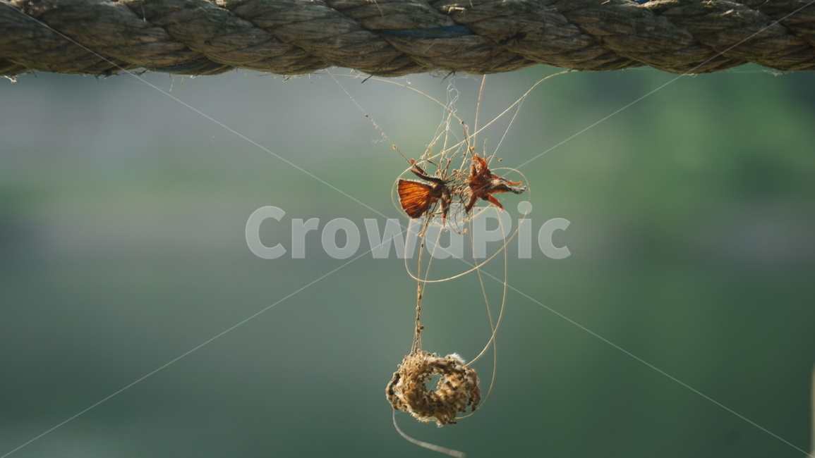 자연,거미,거미줄,산책,밧줄,동물,animal,곤충,벌레,insect,bug
