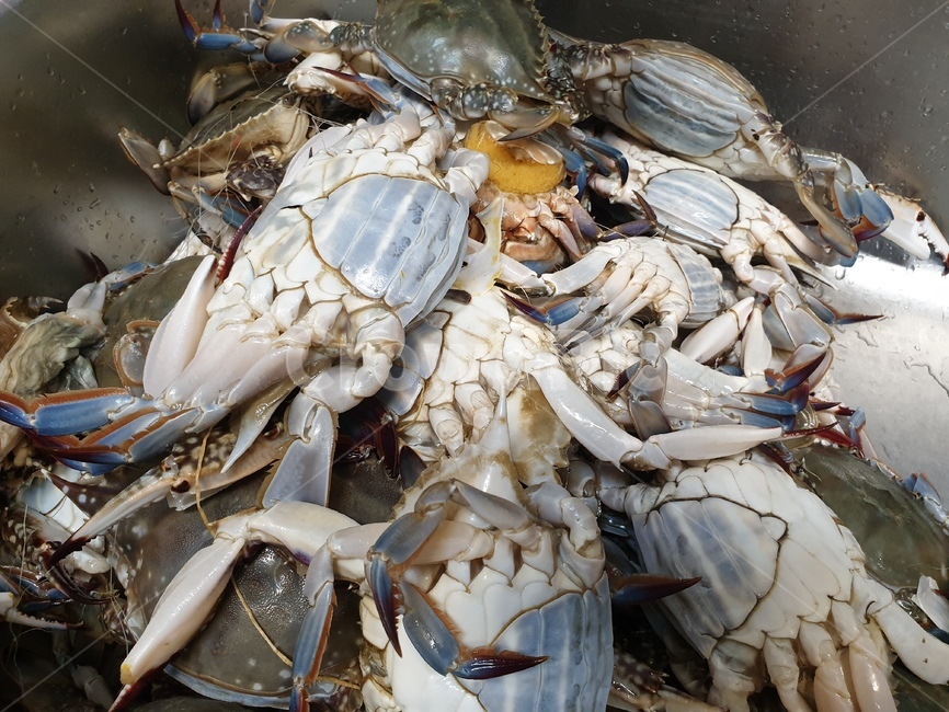 꽃게,게,게장,해산물,seafood,수산물,해산물,fishery products,seafood