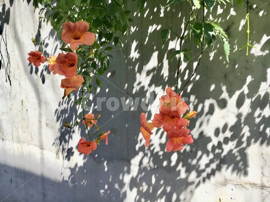 식물,꽃,flower,여름꽃,주황색,식물,자연,plants,nature,꽃,flower