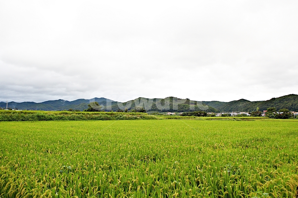 벼,논,농작물,쌀,곡식,자연,옥외,들,농촌,시골,시골,마을,풍경,landscape,country,rural,town