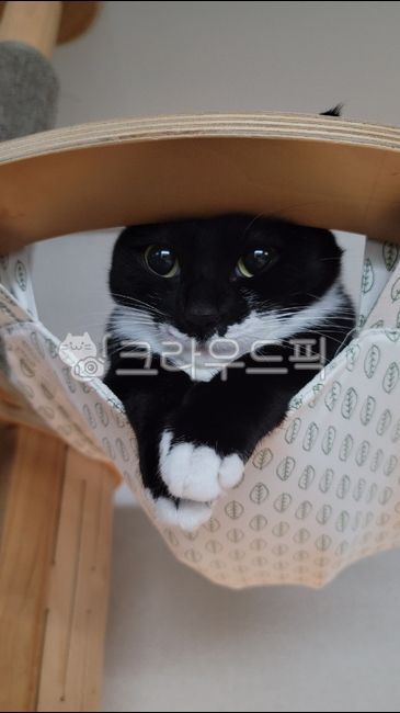 고양이,반려묘,미묘,예쁜고양이,턱시도