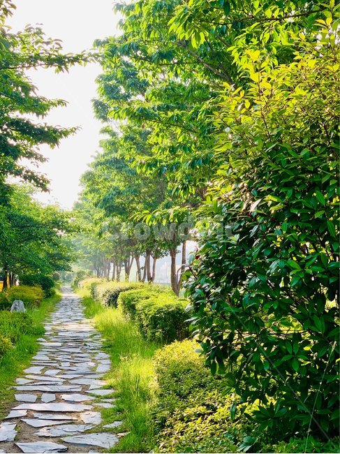 길,여름,나무,산책,햇살